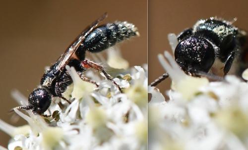 Tiphia femorata